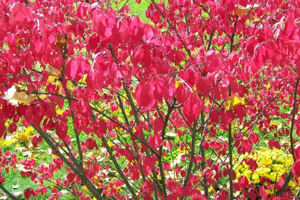 Guest Blogger - Plants 5