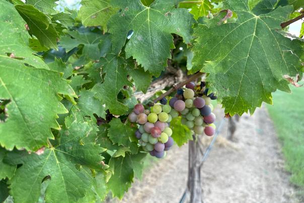 Grape Harvest