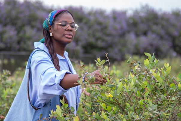 Blueberry picking