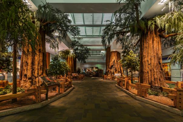 Fresno Yosemite Airport Sequoia Tree exhibit