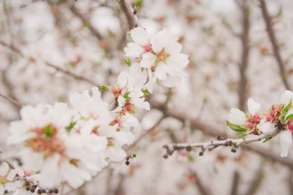 Blossoms