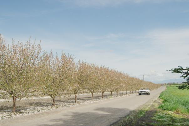 Driving along the Fresno County Blossom Trail