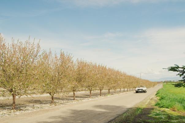 Blossom Trail