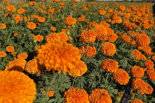 Medina Produce LLC Marigolds