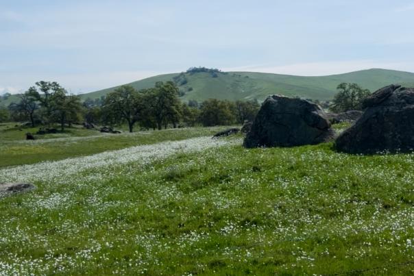 Wildflower Trail