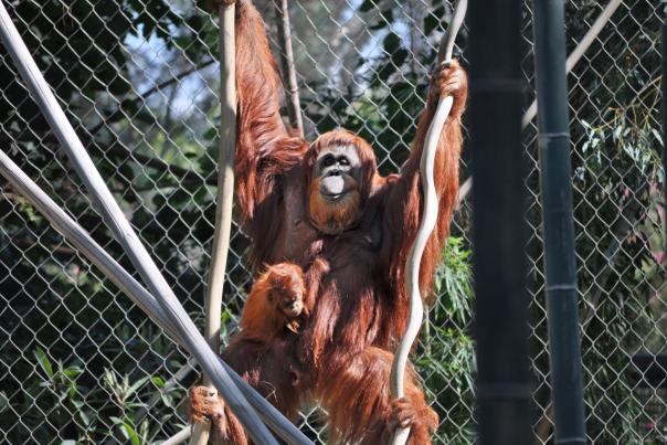 Zoo