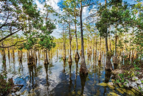 Everglades