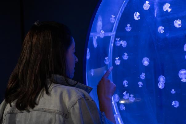 Jelly Fish Museum