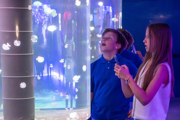 Jelly Fish Museum