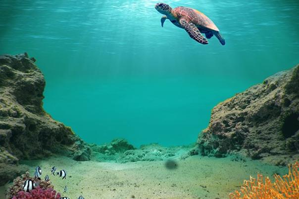 Sea Turtle Underwater