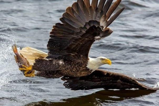 6 Places to spot Bald Eagles in Galena Country 