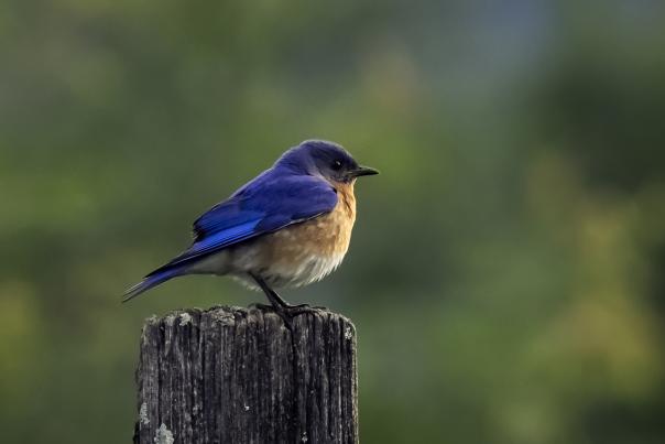 Bluebird perched on a wooden post in the Smoky Mountains with a soft green forest background, a detailed wildlife nature scene with a view of the sky.