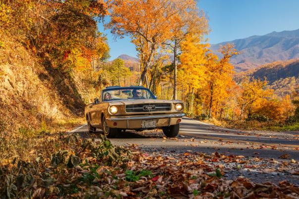 Fall car