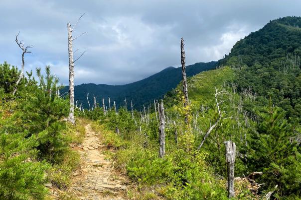 Bullhead Trail