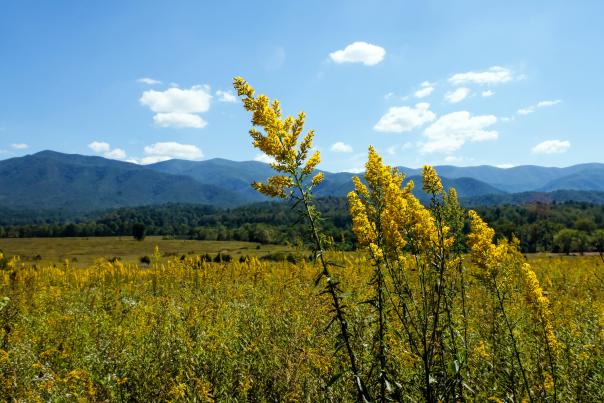Goldenrod in Great Smoky Mountains