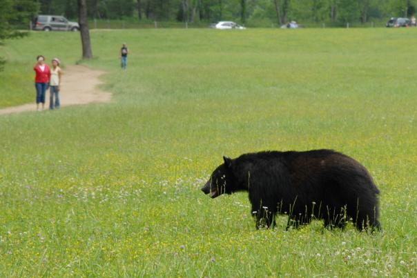 black bear