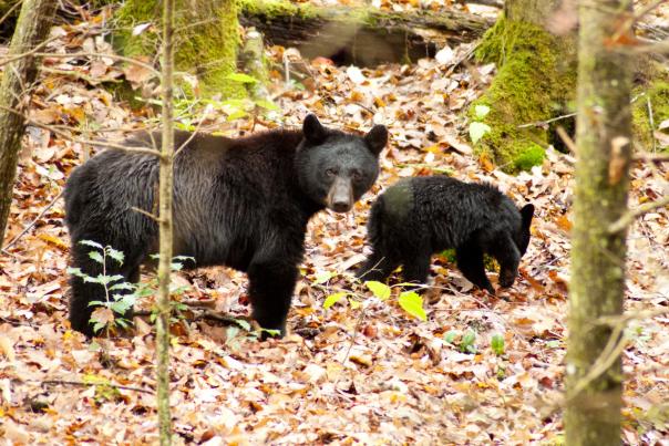 Black bear fall outdoors