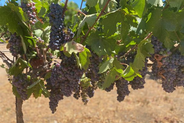 Cottage Creek Vineyards grapes on vine 2