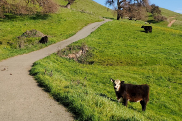 Dog friendly hiking trail in gilroy