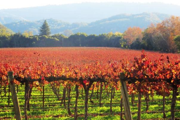 Vineyards on Watsonville Rd.