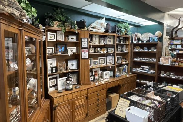 Golden Curiosity Shop Displays