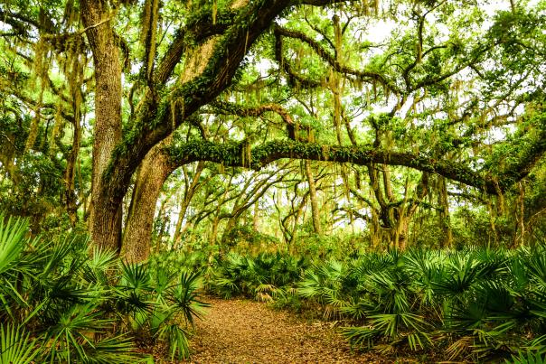 Explore ancient maritime forests along dozens of nature trails on Jekyll Island, St. Simons Island and Little St. Simons Island, GA.