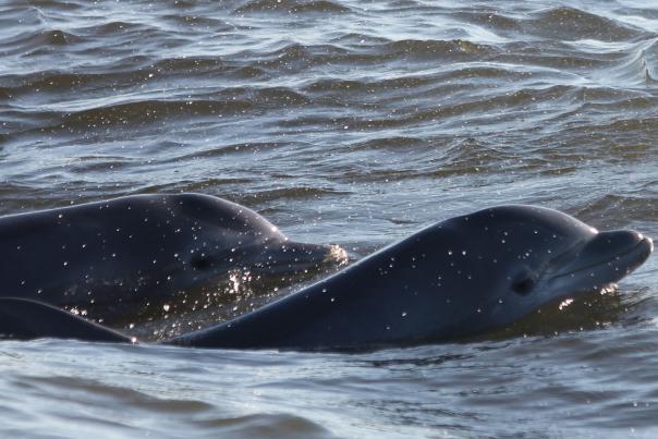 Pod of dolphins in Golden Isles, GA. Photo by Southeast Adventure Outfitters.