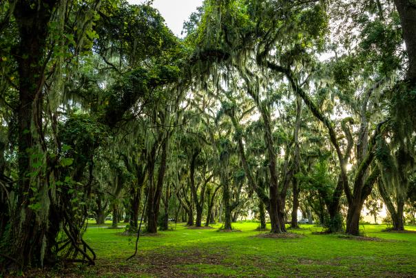 In addition to beautiful views and ancient live oak trees, Gascoigne Bluff is also home to a disc golf course open to the public for play.