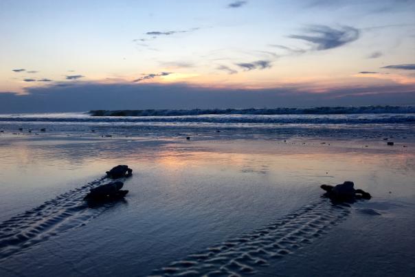 Baby sea turtles make their way to the ocean at dawn break at Sea Island, GA