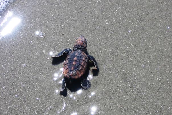A loggerhead sea turtle hatchling makes its way to the Atlantic Ocean in Golden Isles, Georgia