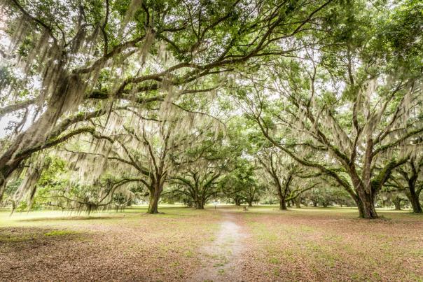Ancient live oak trees laden with Spanish moss line the walkway to Hofwyl-Broadfield Plantation in Brunswick, Georgia