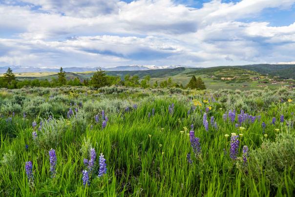 Granby Colorado Wildflower Scenic View