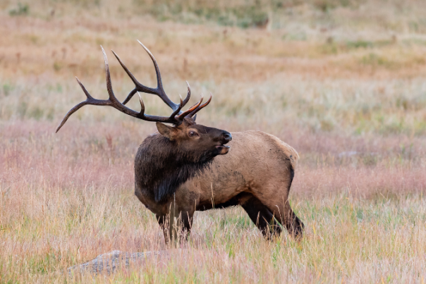 Elk Wildlife