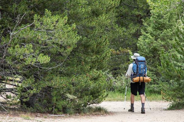 Hiker in Woods