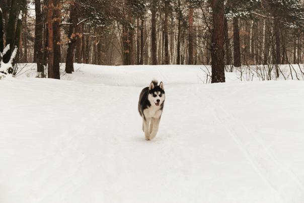 Dog in Snow