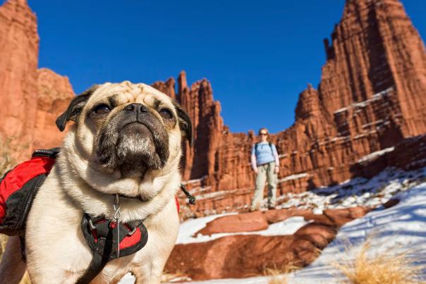 A pug stands in the foreground while a woman hikes amongst snow-dusted red rocks in Moab.
