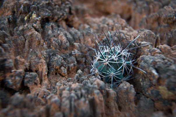 A cactus growing on/around biological soil crust