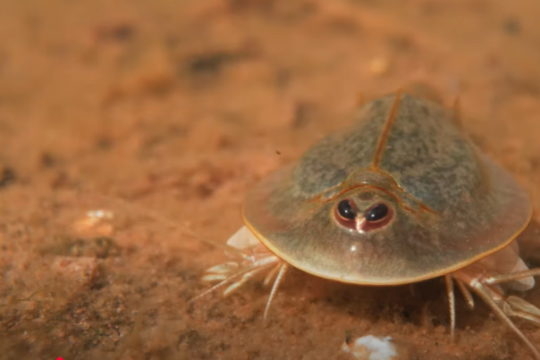 pothole shrimp