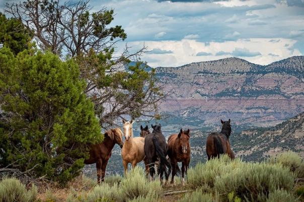 4 Places To Find Wild Horses In Colorado