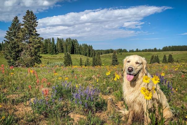 Grand Junction Through Your Dog's Eyes!