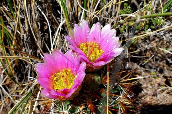 6 Best Wildflower Hikes in Colorado