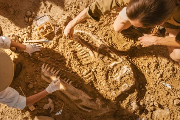 People Digging for Dino Bones