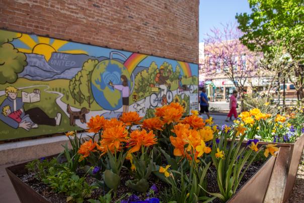 Orange and Yellow Tulips and Daffodils in Downtown Grand Junction
