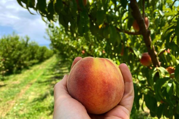 Holding Peach in a Peach Orchard