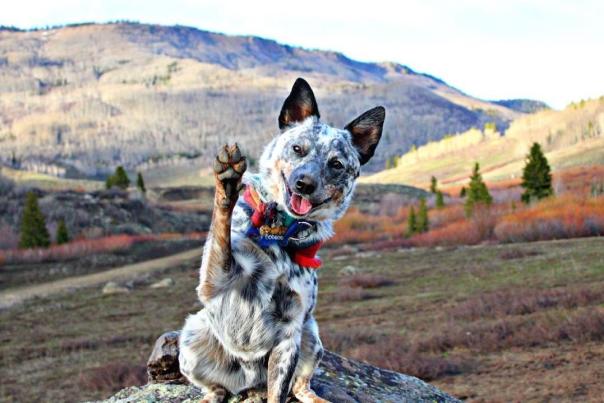 Dog-Friendly Hikes in Colorado