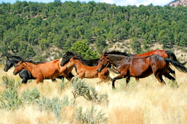 band of wild horses running in Little Book Cliffs Wild Horse Range