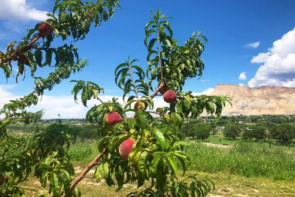 Peaches on the branches with Mount Garfield in background