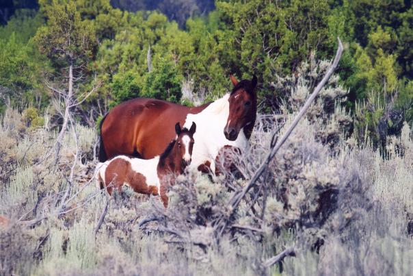 Wild Horses