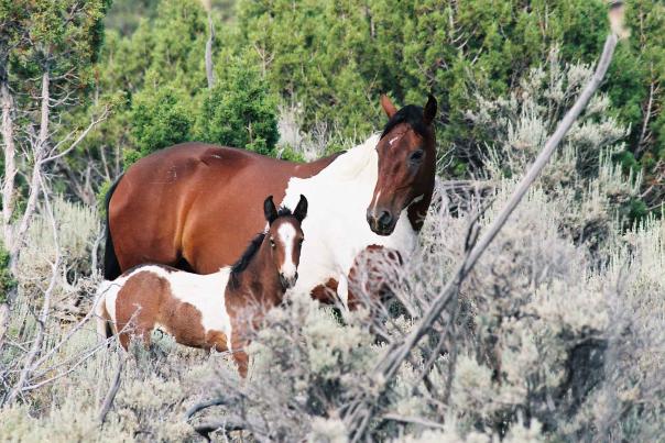 Discover Grand Junction's Wild Horses