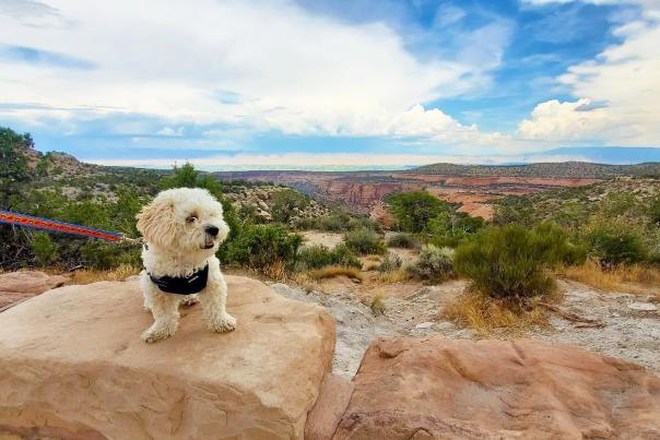 Dog on Leash in Colorado National Monument